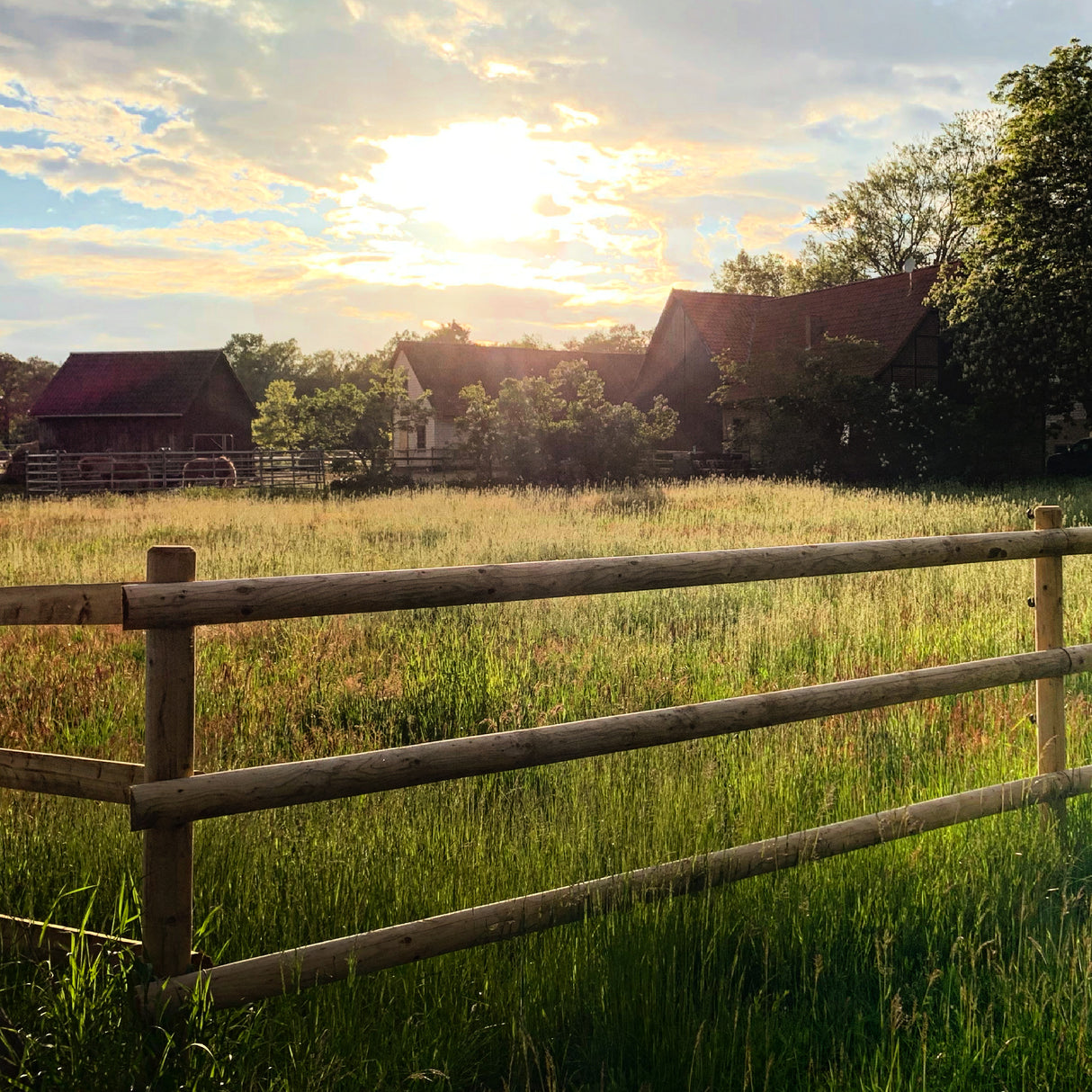 Weidezaun Koppelzaun - Komplettset - Hannoveraner
